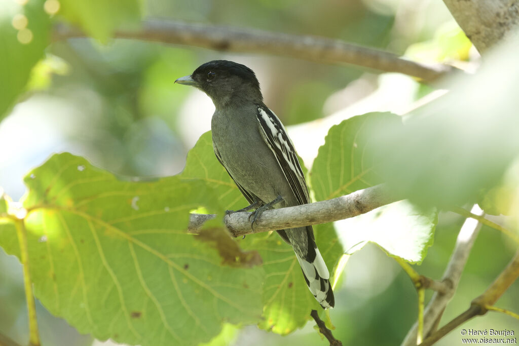 White-winged Becard male adult, close-up portrait, aspect
