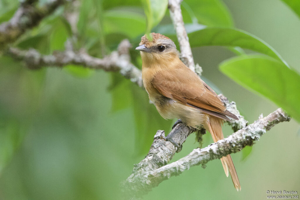 Bécarde à calotte rousse
