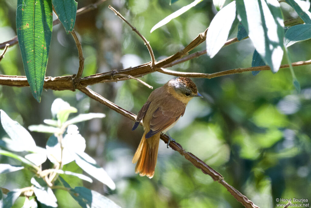 Bécarde à calotte rousseadulte, portrait, composition, pigmentation