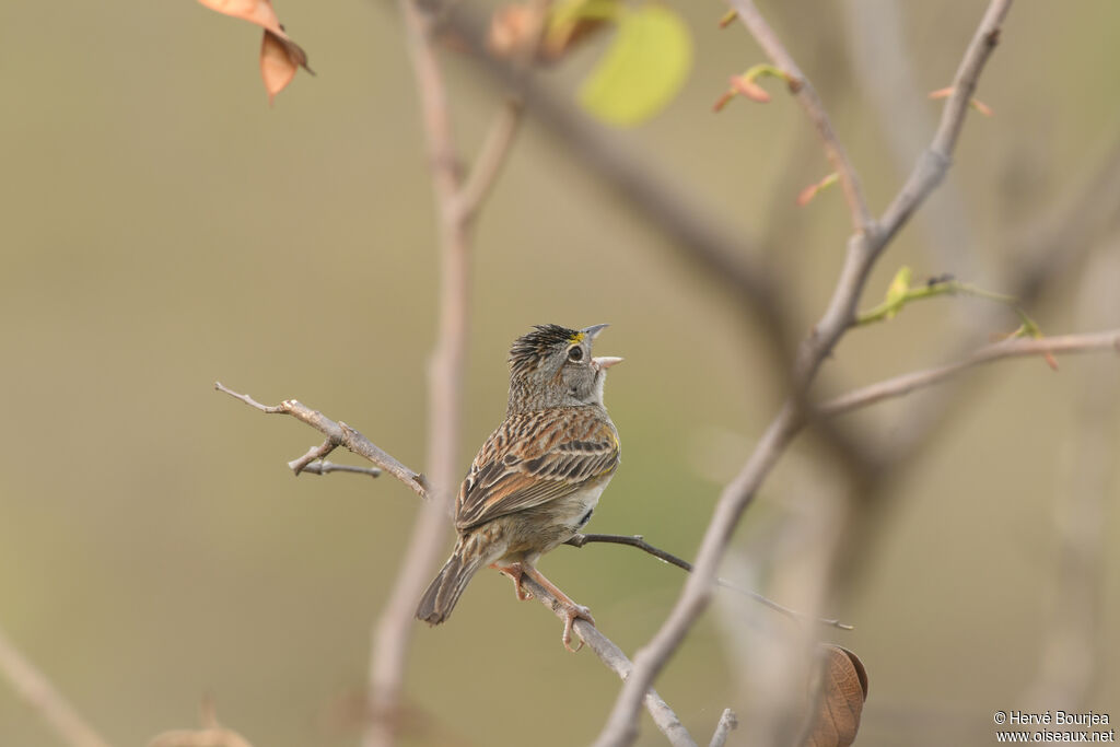Bruant des savanes mâle adulte, portrait, chant