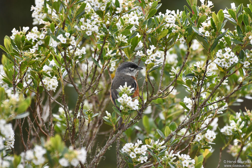 Bay-chested Warbling Finchadult, habitat