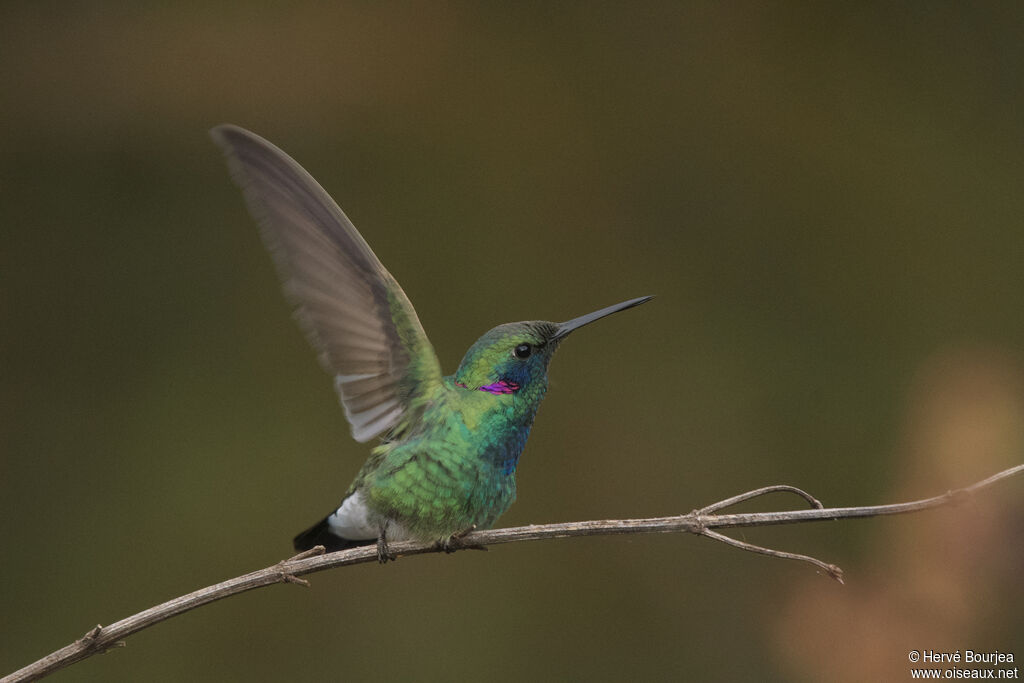 Colibri à ventre blanc