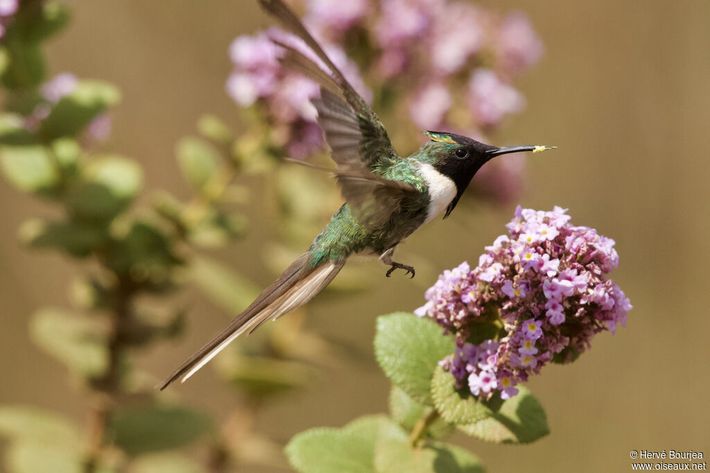 Colibri aux huppes d'or mâle adulte nuptial, composition, Vol, régime, mange
