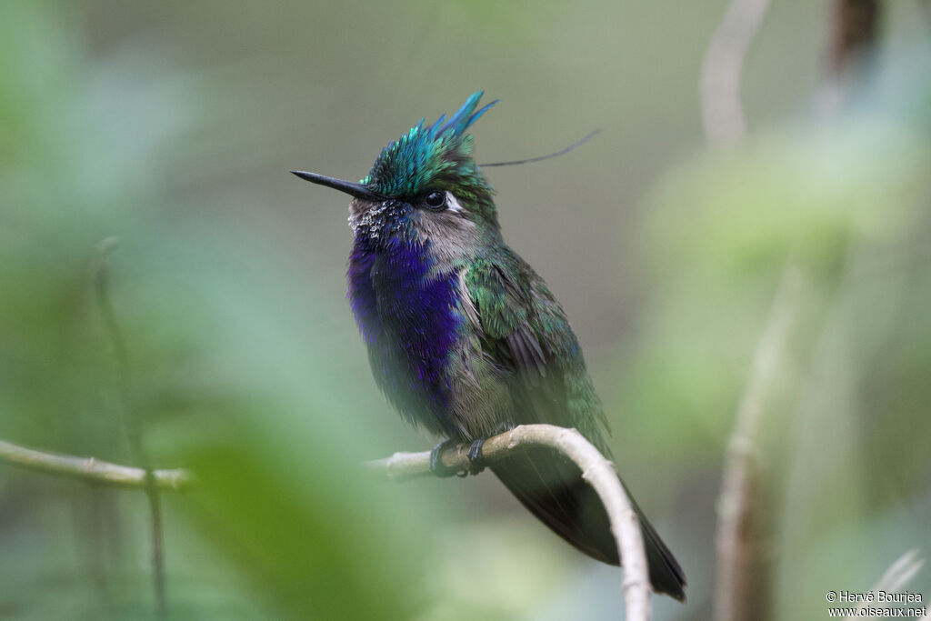 Colibri de Delalande mâle adulte nuptial, portrait, composition, pigmentation, indices, parade