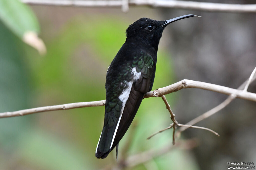 Black Jacobinadult, close-up portrait, aspect