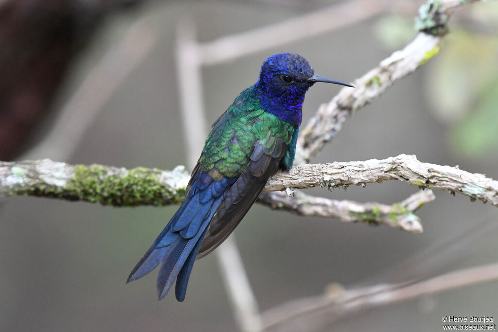 Colibri hirondelleadulte, portrait, composition, pigmentation