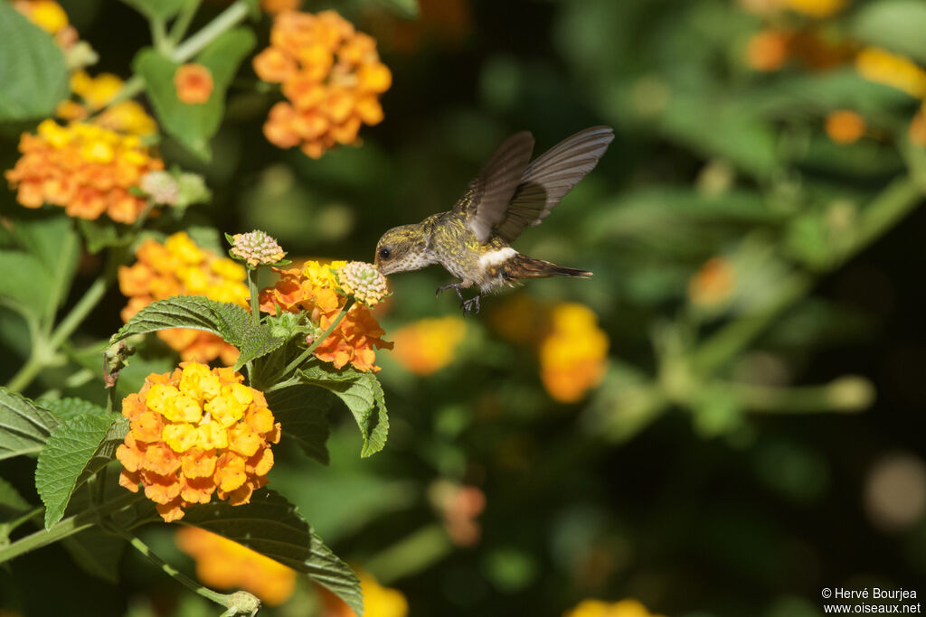 Coquette magnifique femelle adulte, composition, Vol, régime, mange
