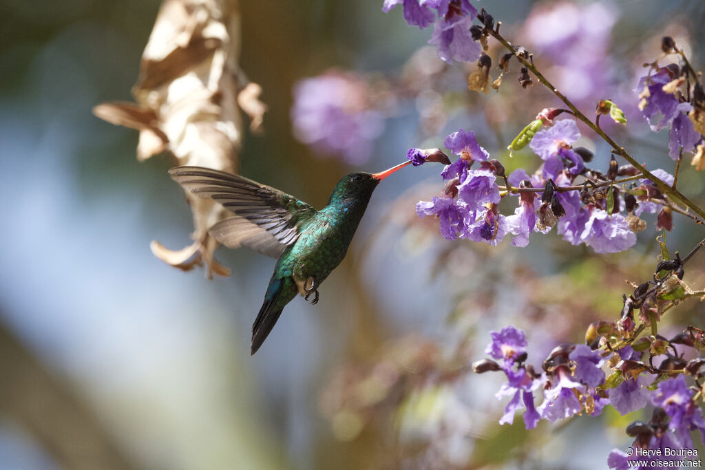 Glittering-bellied Emerald male adult, Flight, eats