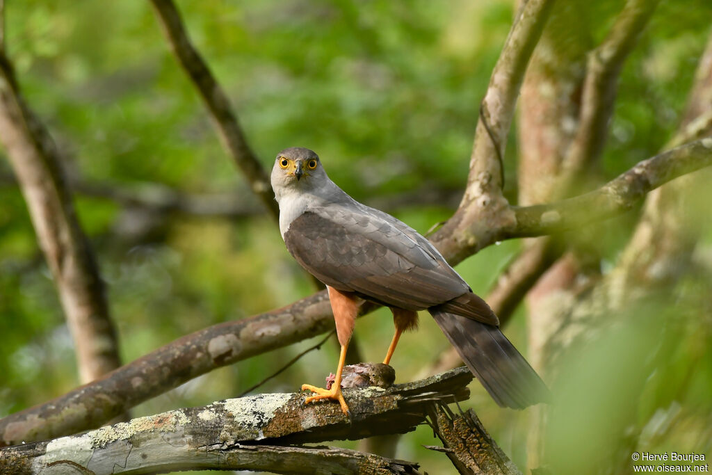 Épervier bicoloreadulte, portrait, composition, pêche/chasse