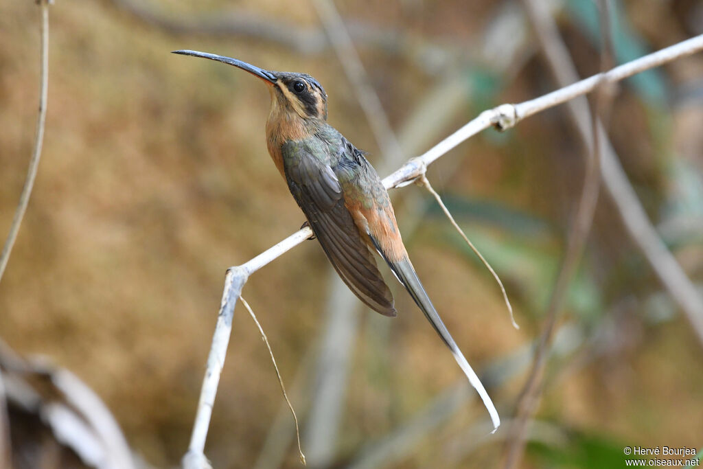 Planalto Hermitadult, close-up portrait, aspect, Behaviour