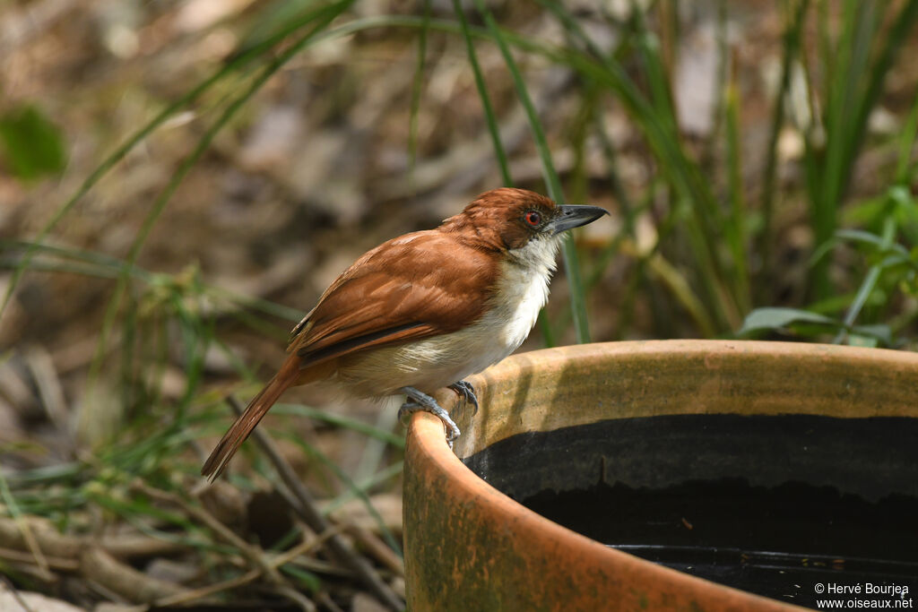 Great Antshrike female adult, close-up portrait, aspect, drinks