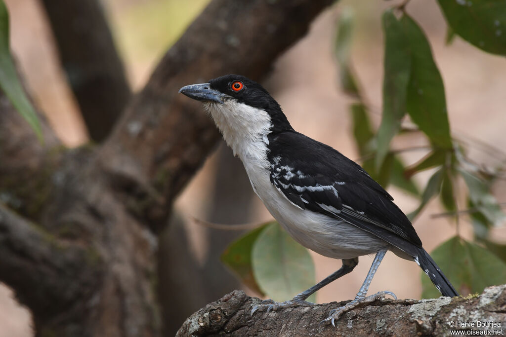 Great Antshrike male adult, close-up portrait, aspect