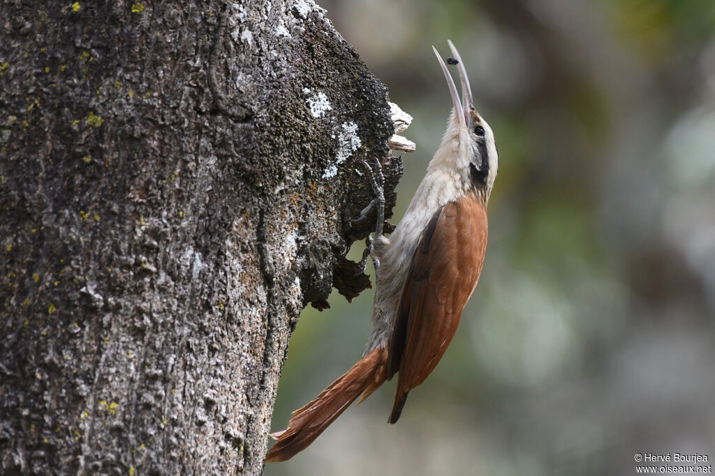 Grimpar à bec étroitadulte, portrait, composition, pigmentation, régime, mange