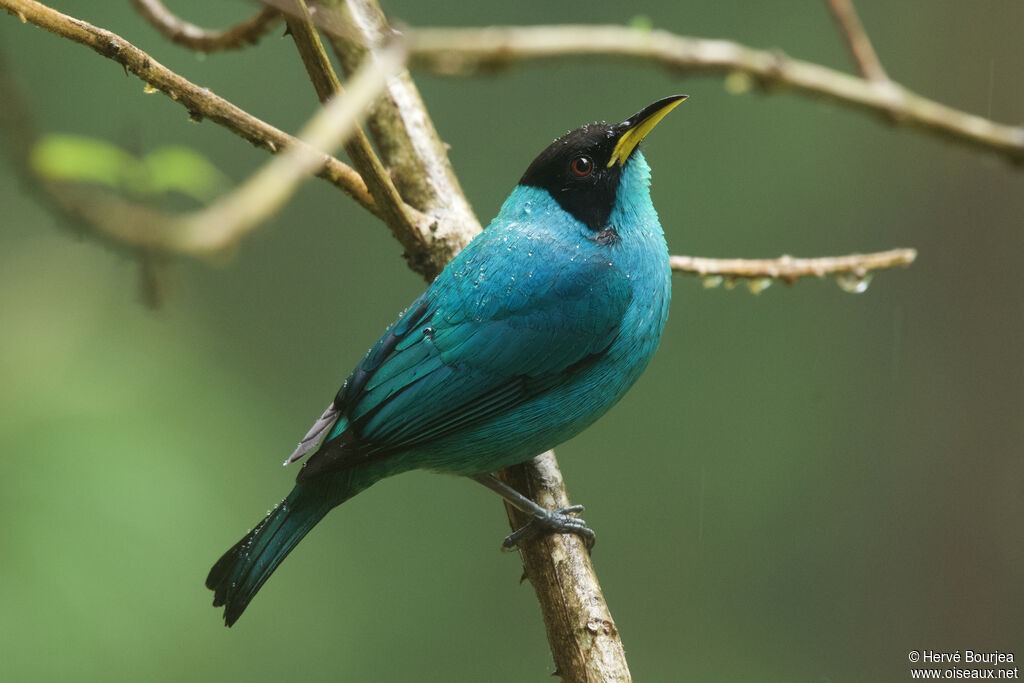 Green Honeycreeper male adult, close-up portrait, aspect, pigmentation