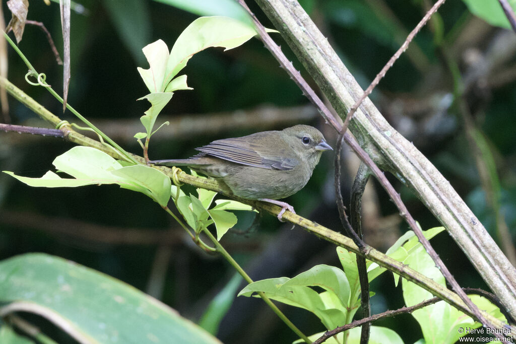Haplospize unicolore femelle adulte, identification, composition