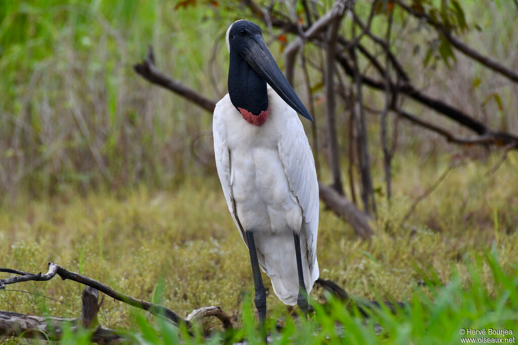 Jabiru d'Amériqueadulte, portrait, composition, pigmentation, pêche/chasse