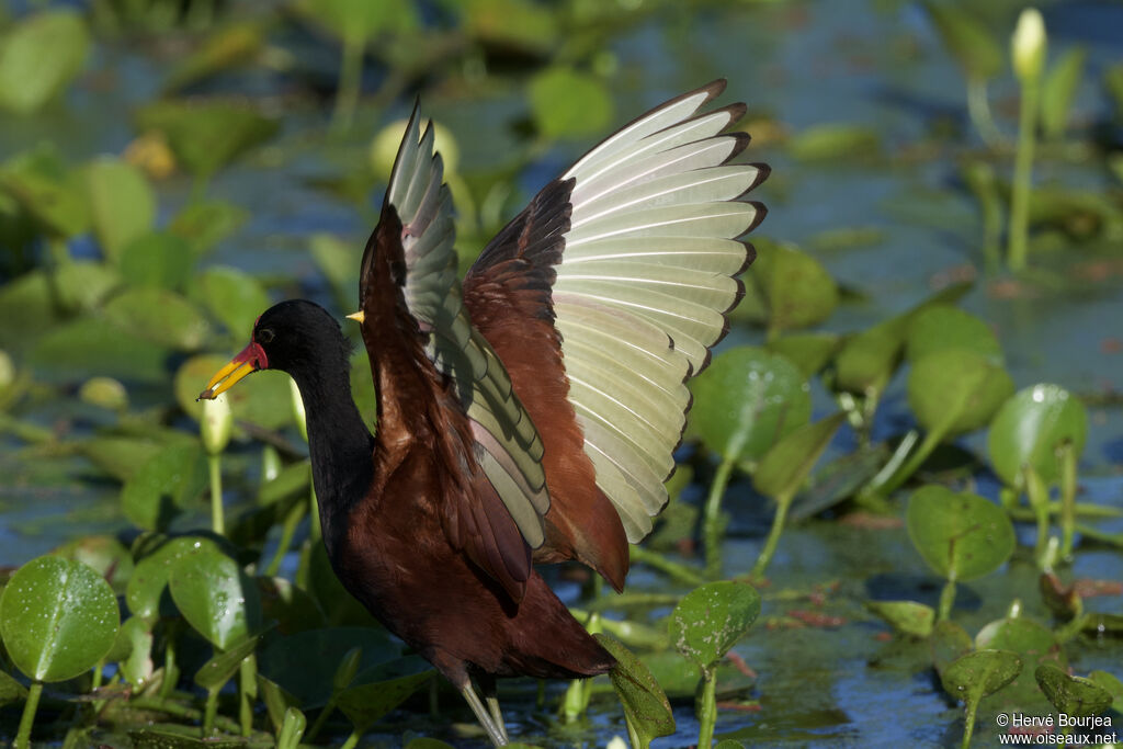 Jacana noiradulte, portrait, composition, pigmentation, pêche/chasse, mange