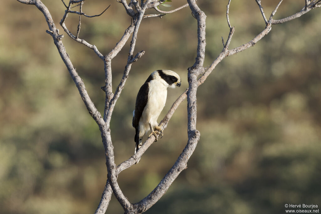 Laughing Falconadult, habitat, aspect