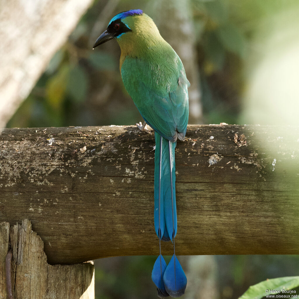 Motmot houtoucadulte, portrait, composition, pigmentation