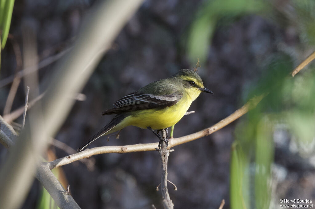 Moucherolle à sourcils jaunesadulte, portrait, pigmentation