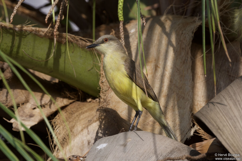 Moucherolle querelleur - Tyran querelleur<br />adulte, portrait, pigmentation