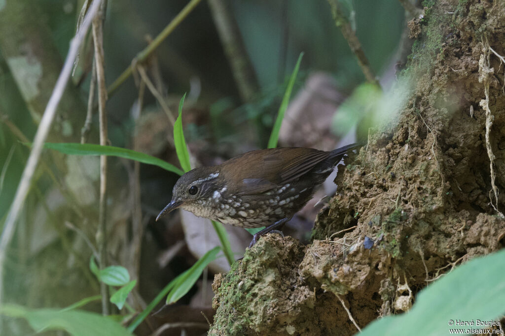 Sharp-tailed Streamcreeperadult, close-up portrait, aspect, fishing/hunting