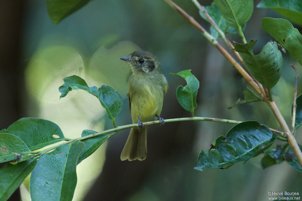 Pipromorphe à tête bruneadulte, portrait, composition, pigmentation