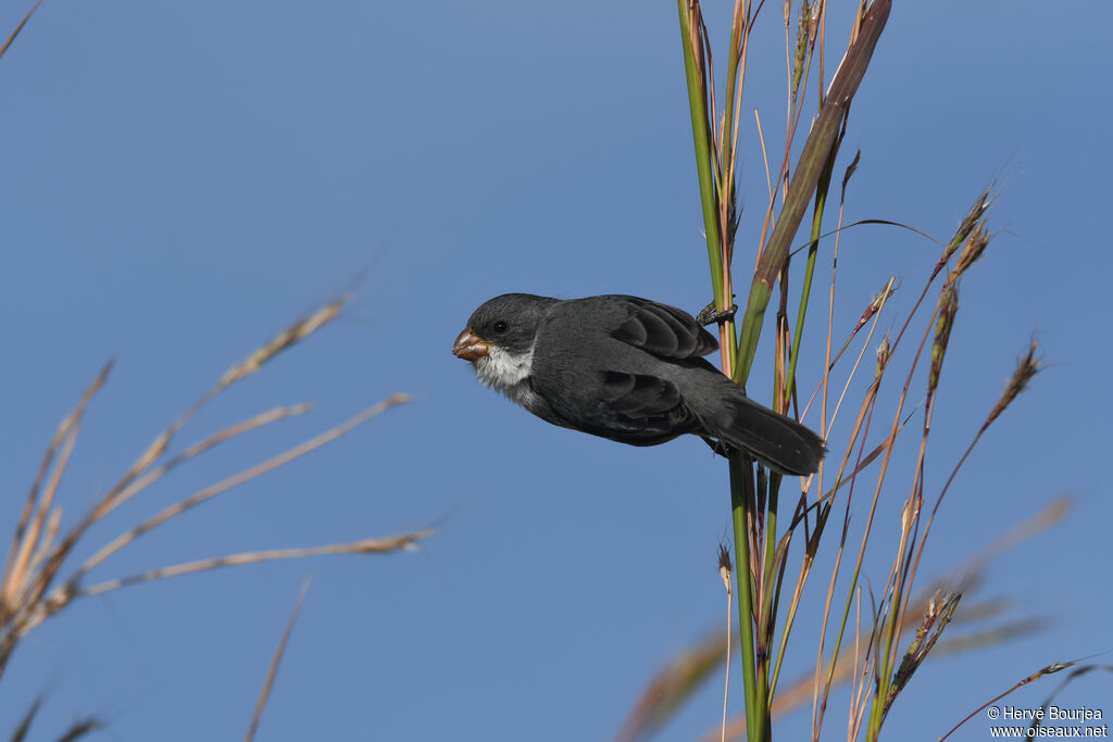 White-bellied Seedeater male adult, close-up portrait, aspect, eats, clues