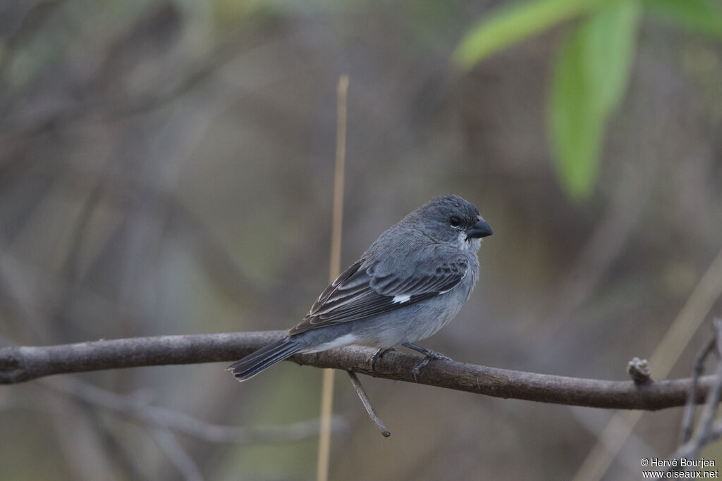 Plumbeous Seedeater male adult, close-up portrait, aspect, pigmentation
