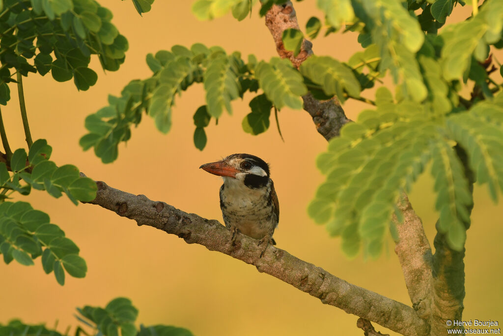 Tamatia chacuruadulte, habitat, composition