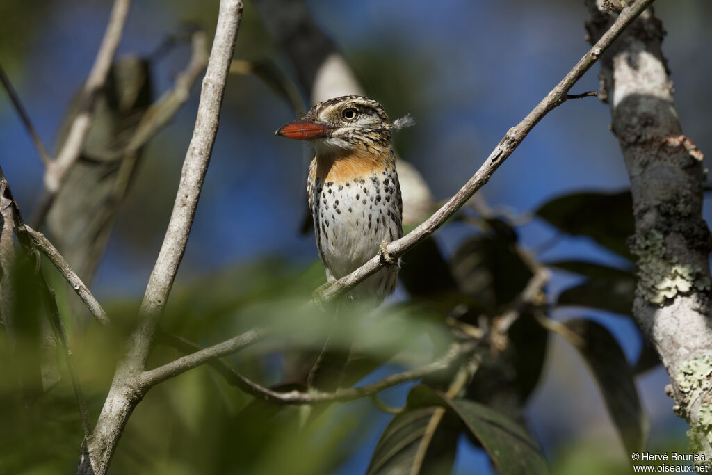 Tamatia tamajacadulte, portrait, composition, pigmentation