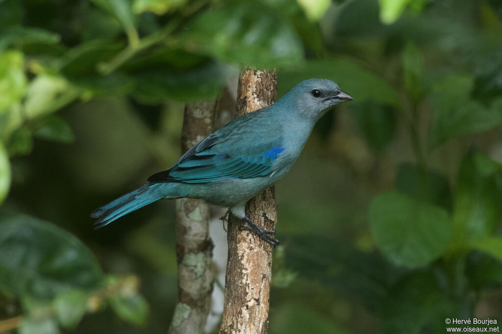 Azure-shouldered Tanageradult, close-up portrait, aspect, pigmentation