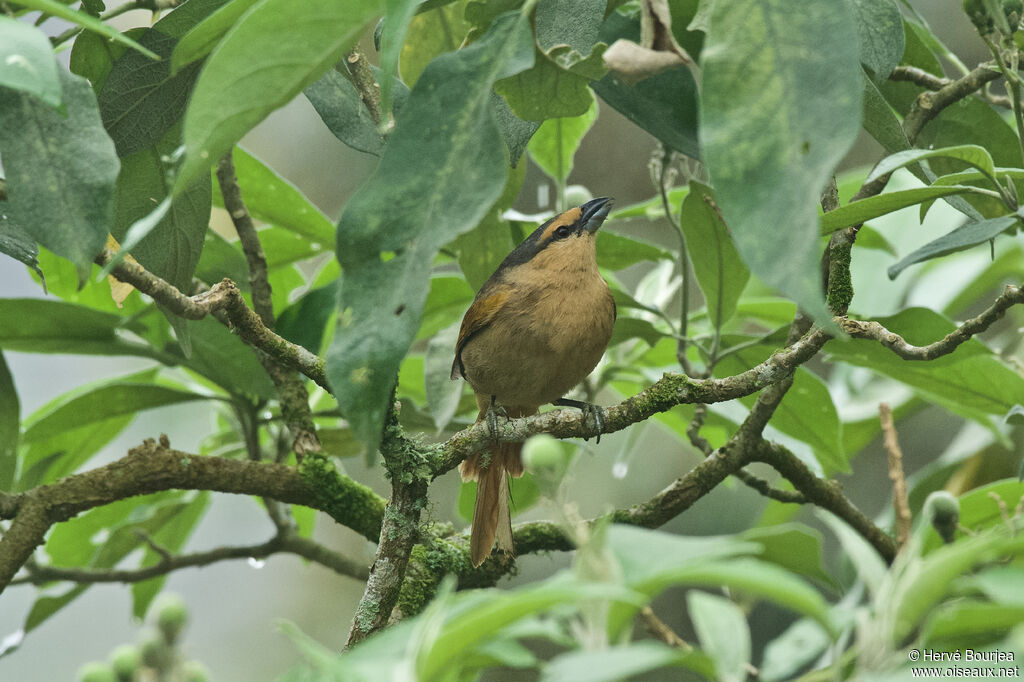 Brown Tanageradult, identification, aspect, fishing/hunting