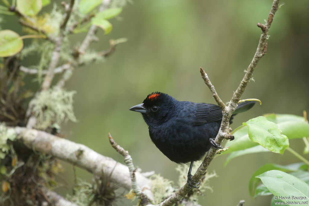 Ruby-crowned Tanager male adult, close-up portrait, aspect