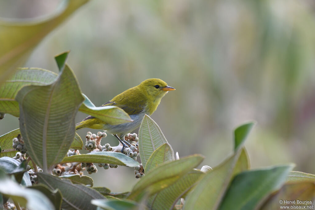 Tangara guira femelle adulte, habitat, composition, indices