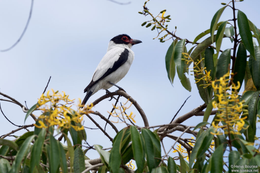 Tityre gris mâle adulte, portrait, pigmentation