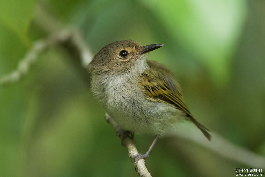 Todirostre à front roux