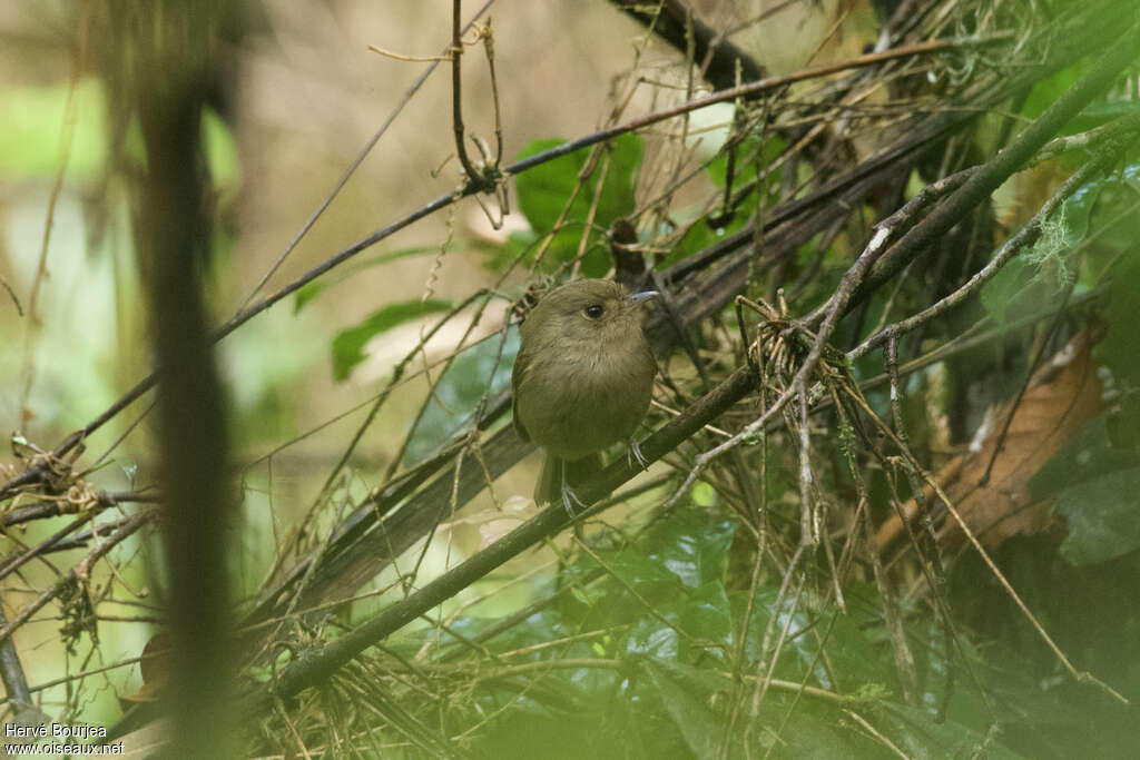 Brown-breasted Bamboo Tyrantadult, habitat