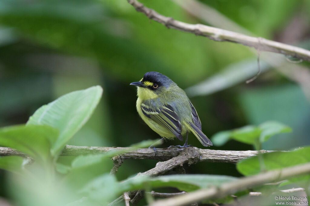 Yellow-lored Tody-Flycatcheradult, close-up portrait, aspect, pigmentation