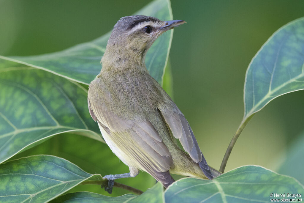 Viréo à oeil rouge