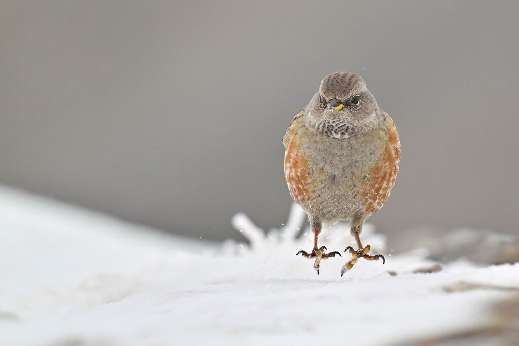 Alpine Accentoradult, identification