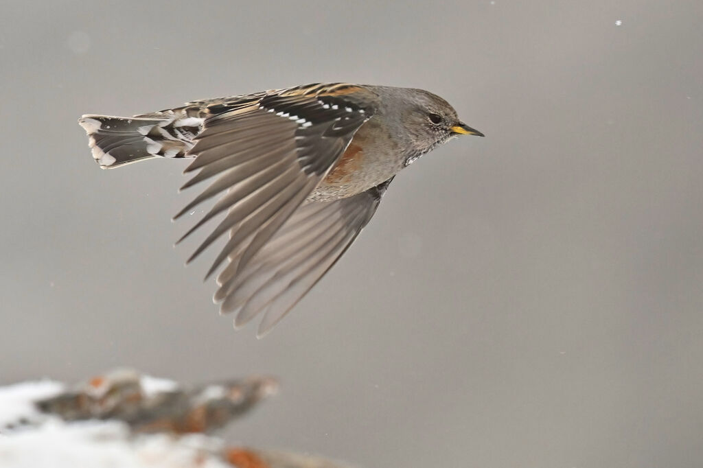 Alpine Accentoradult, Flight