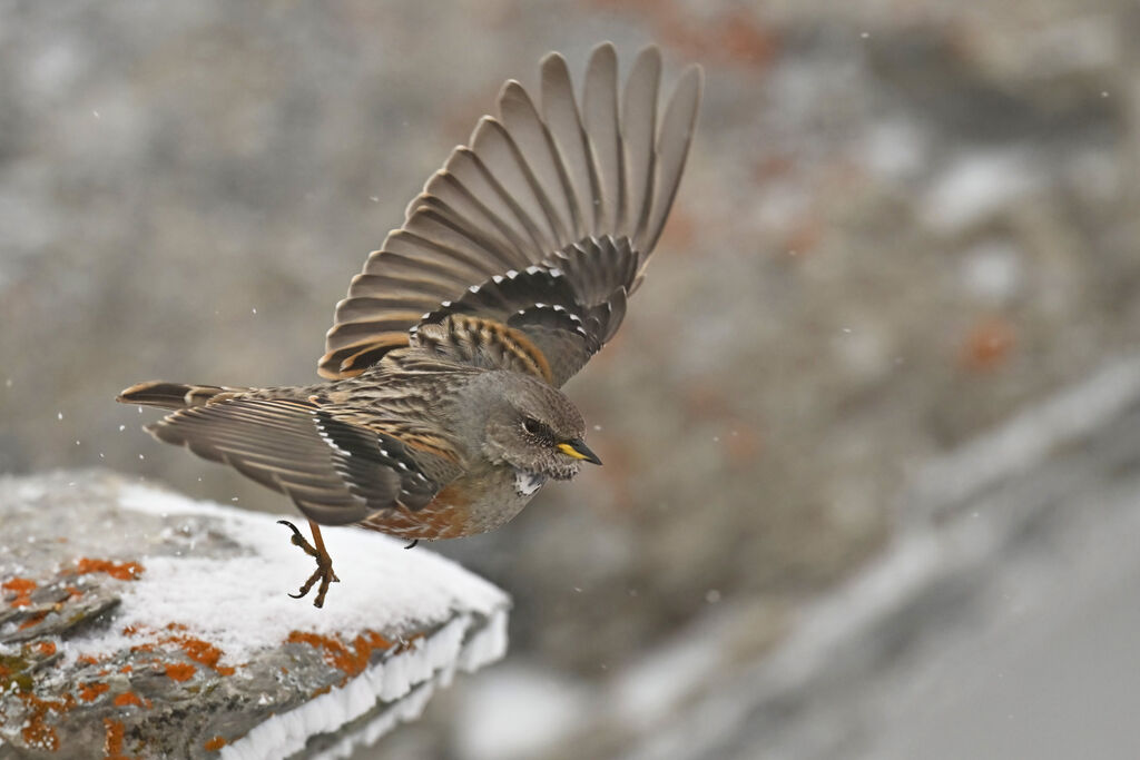 Alpine Accentoradult, Flight