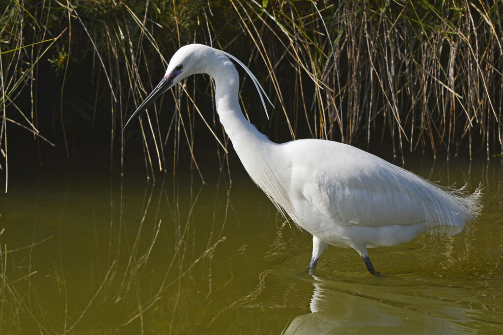 Little Egretadult breeding, identification