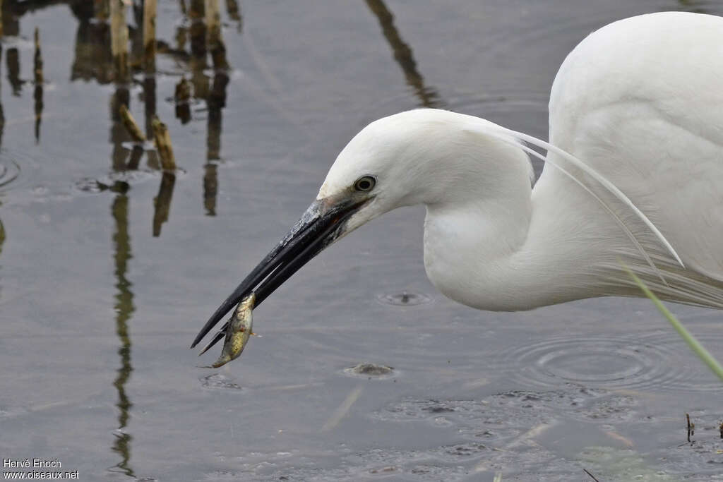 Little Egretadult, feeding habits, eats