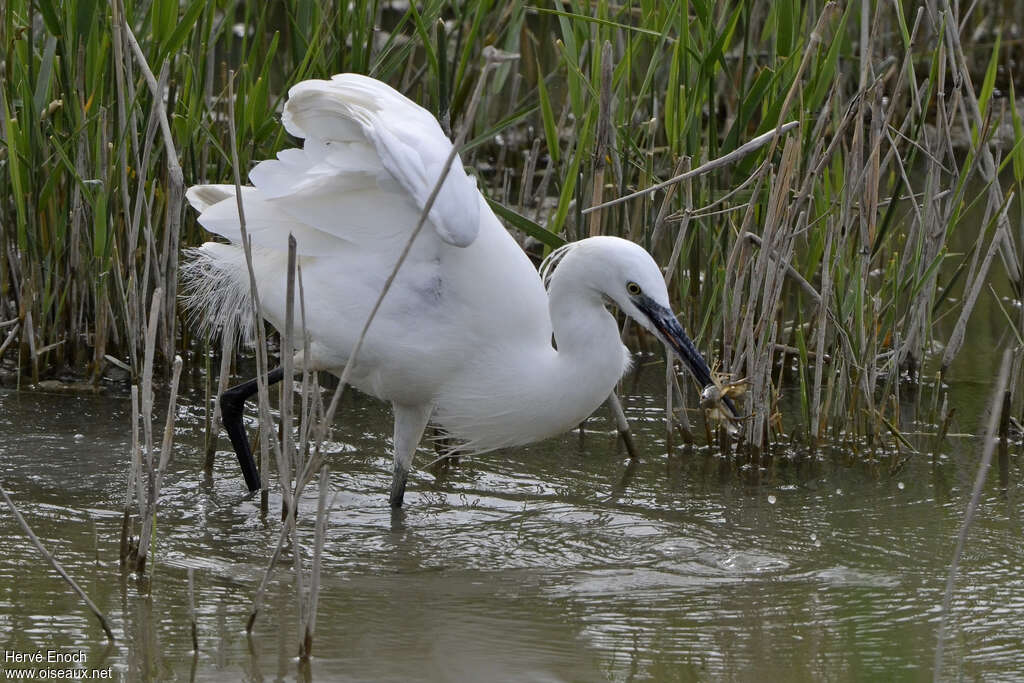 Aigrette garzetteadulte, habitat, régime, mange