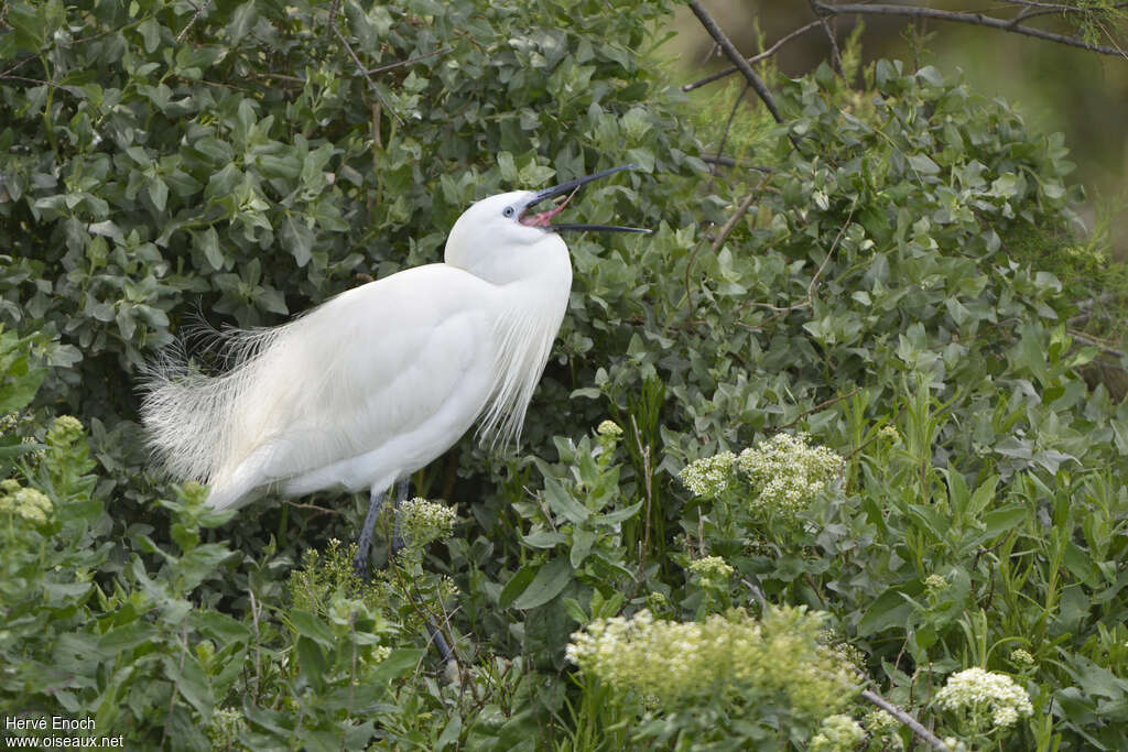 Aigrette garzetteadulte nuptial, Comportement