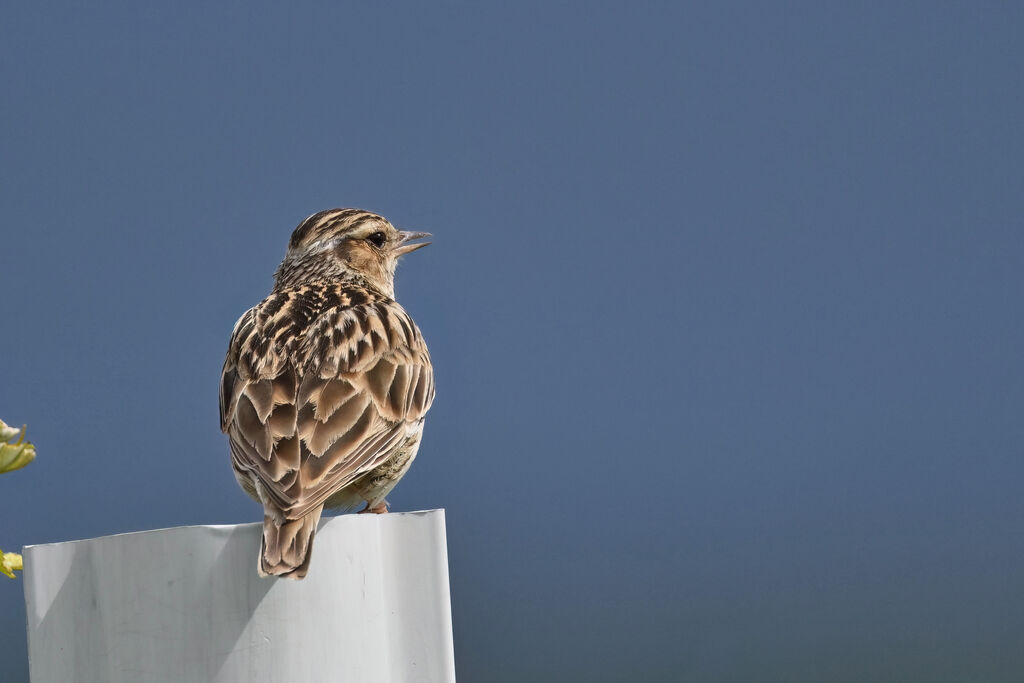 Woodlarkadult, identification