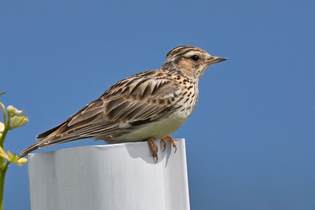 Woodlarkadult, identification