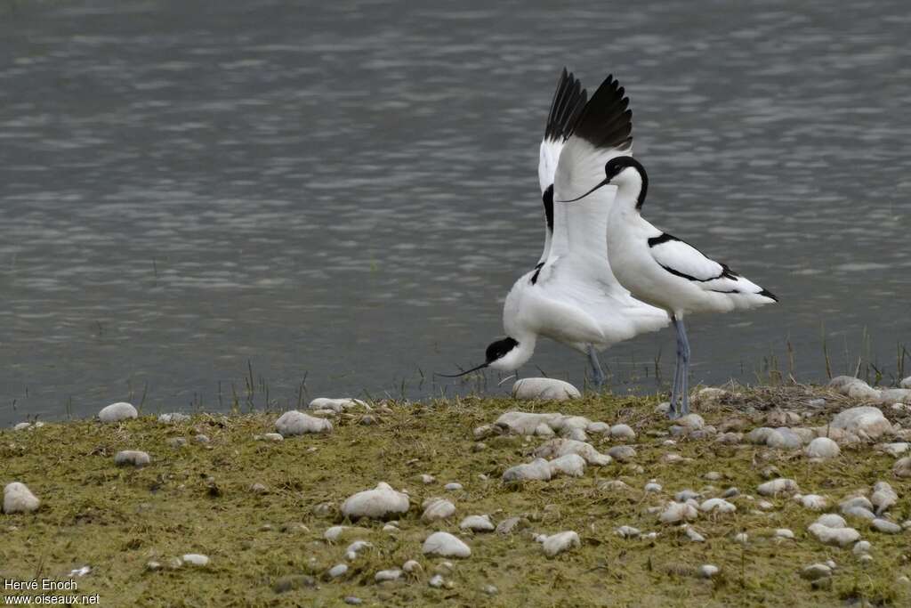 Avocette éléganteadulte, Comportement